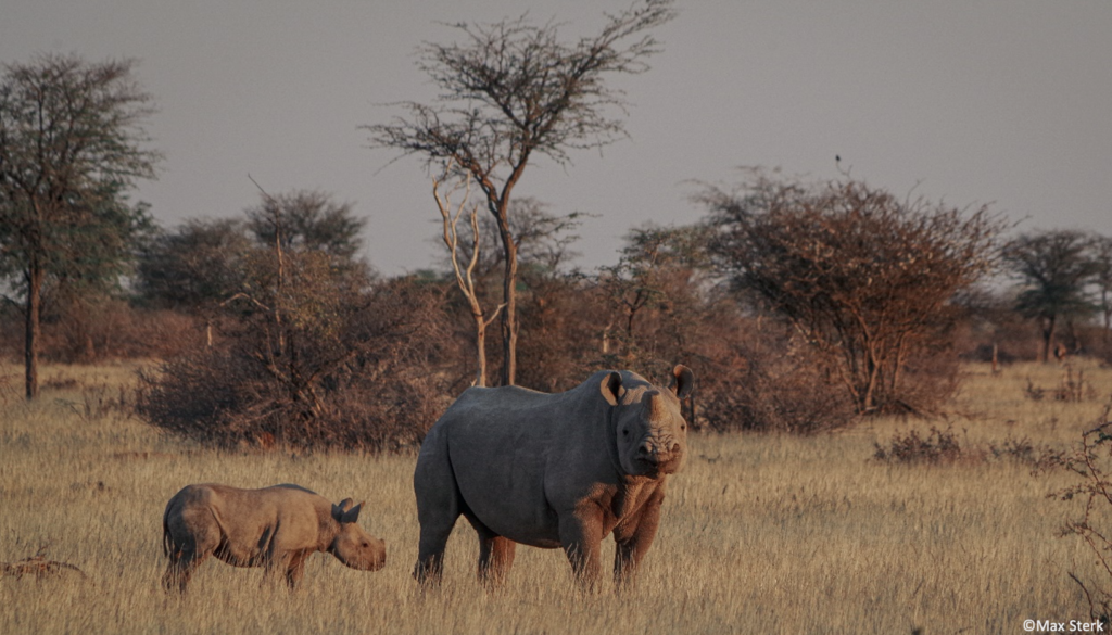 Black rhino habitat use, home ranges, and spatial distribution in the